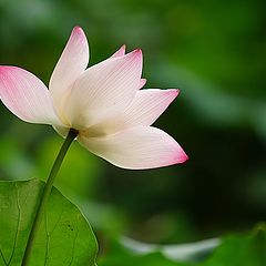 photo "lotus in Guangxi University"