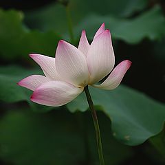 фото "lotus in Guangxi University"