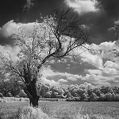 фото "Landscape Infrared"