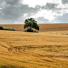 photo "Harvest ...."