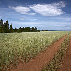 фото "Полевая дорога"