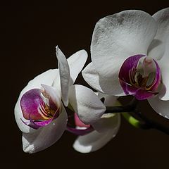 фото "Орхидея Цветок соблазна"