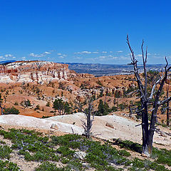 photo "Landscape with a dead tree"