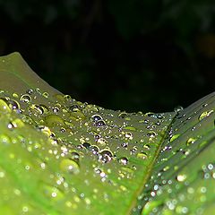 photo "The Green Road"