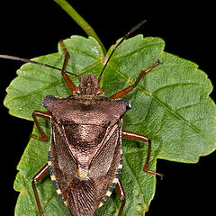 photo "Pentatoma rufipes"