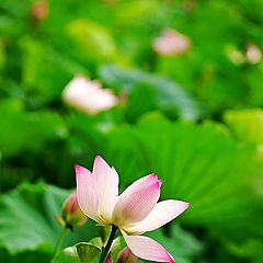 photo "lotus in Guangxi University 2014"