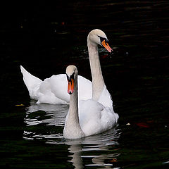 photo "Winged foam"