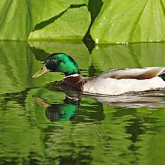 photo "Duck in Green"