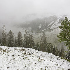 photo "Winter "nezhdanchik" in June"