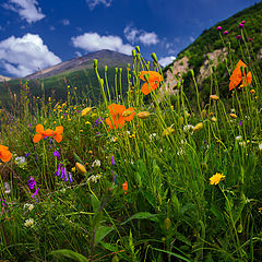 photo "Orange poppies Chegema"