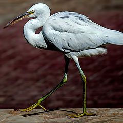 фото "Snowy egret"