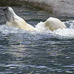 photo "Polar bear"