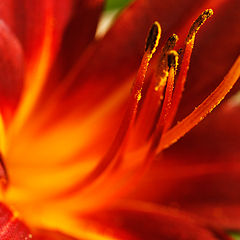 фото "Fire"