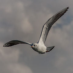 photo "Gull in flight"