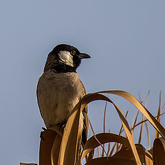 photo "Bulbul"