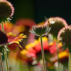 photo "Rudbeckiа"