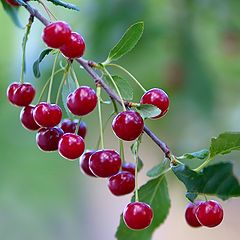 photo "Sprig of cherry"