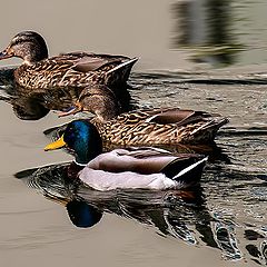 фото "The race"