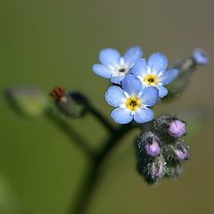 photo "Myosotis"