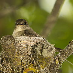 photo "nesting"