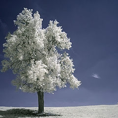 фото "Lonely poplar"