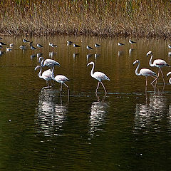 photo "Flamingos"