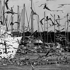 фото "seagulls and boatrs"