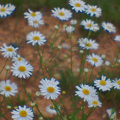 фото "***"