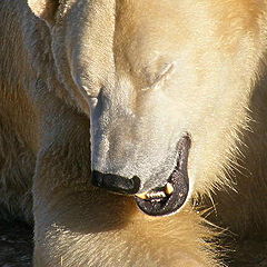 фото "Polar bear"