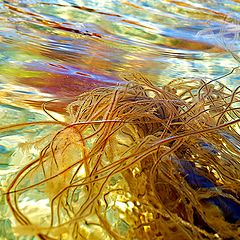 photo "Seaweed"