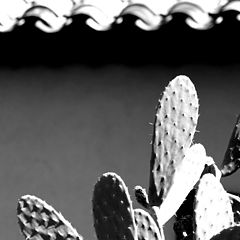 фото "cactus"