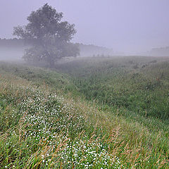 фото "Сиреневый туман"