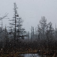 photo "Snowy Bog"