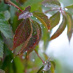 photo "Rain. Grapes"