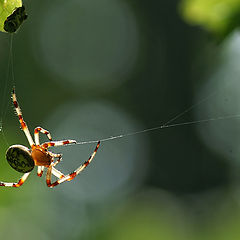 фото "The rope-walker"