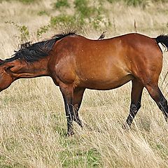 photo "Bird On Horse"