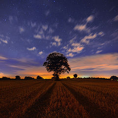 photo "Alone in the dark"