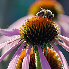 photo "Echinacea"