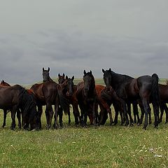 фото "Лошади"
