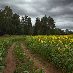 фото "Солнышки и тучи"