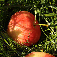 фото "Яблоки"