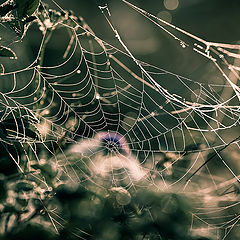 photo "Mysteries of the web"