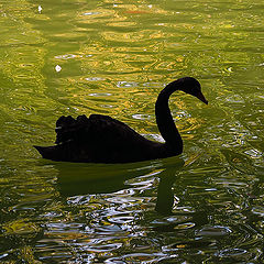 photo "Loneliness of Black Beauty"