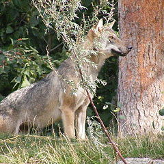 фото "Wolf"