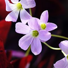photo "***"