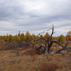 фото "Северная осень"