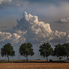 photo "Trees and clouds"