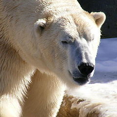 фото "Polar bear"