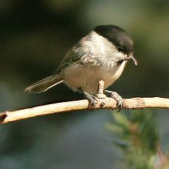 фото "Parus atricapillus"