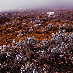 photo "dream of autumn"